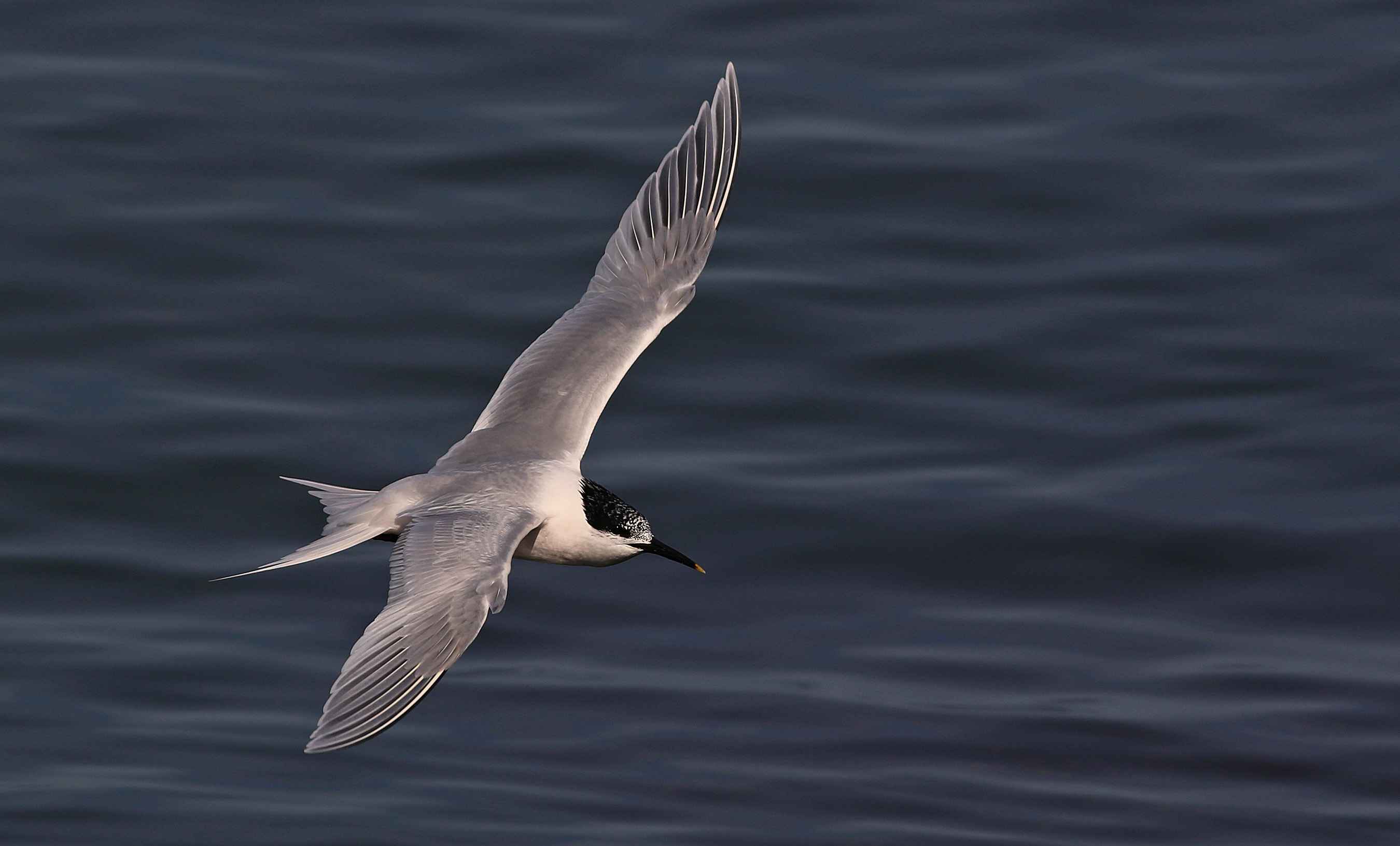 Sandwich Tern